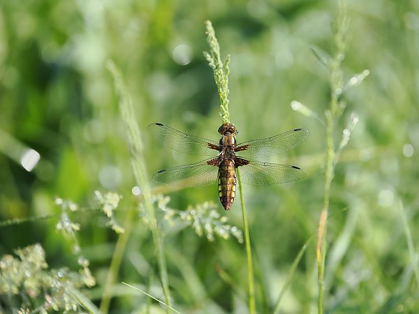 Libellula depressa  - Giuseppe Taverna