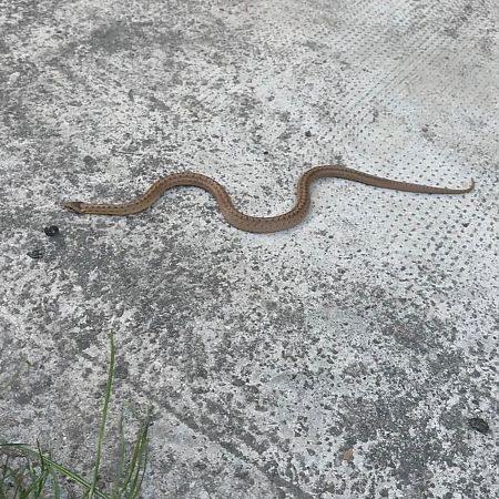 Colubro liscio  - Anonimo