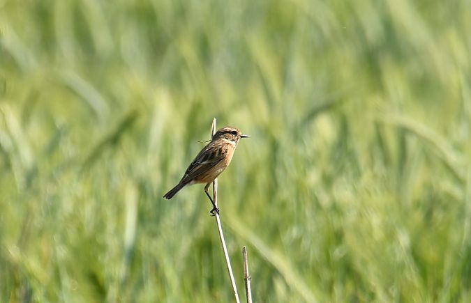 European Stonechat  - Valerio Pezzi