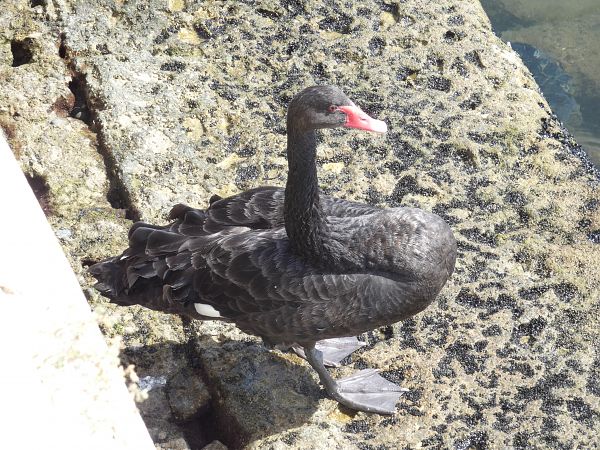 Cigno nero  - Gabriele Gabriele