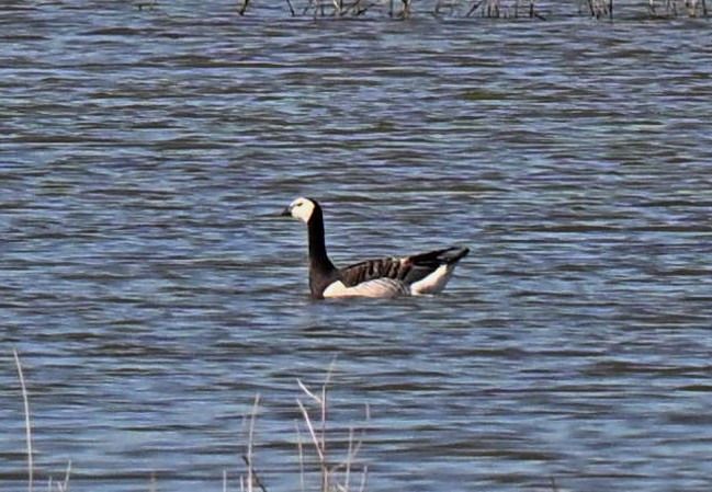 Barnacle Goose  - Flavio Menegat