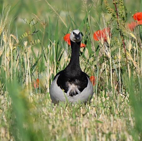 Oca facciabianca  - Flavio Menegat