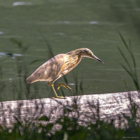 Sgarza ciuffetto  - Anonimo