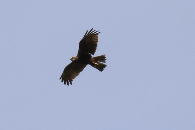 Falco di palude  - Filippo Ferraioli