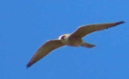 Falco cuculo  - Annalisa Sutto