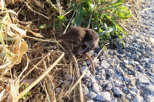 Crocidura sp.  - Annalisa Sutto