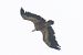 Grifone (Gyps fulvus) © Moreno Nalin