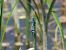 Coenagrion scitulum © Lorenza Piretta