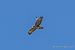 Poiana (Buteo buteo) © Fabrizio Florit (FVG)