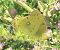 Colias crocea © Giovanni Gambale
