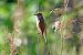 Cannareccione (Acrocephalus arundinaceus) © Giuseppe Colombo
