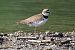 Corriere piccolo (Charadrius dubius) © Giuseppe Colombo