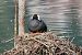 Folaga (Fulica atra) © Giuseppe Colombo