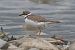 Corriere piccolo (Charadrius dubius) © Giuseppe Colombo