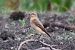 Traquet motteux (Oenanthe oenanthe) © Giuseppe Colombo