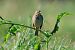 Bruant proyer (Emberiza calandra) © Giuseppe Colombo