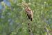Airone rosso (Ardea purpurea) © Giuseppe Colombo