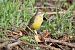 Cutrettola (Motacilla flava) © Giuseppe Colombo