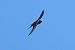 Rondine (Hirundo rustica) © Giuseppe Colombo