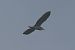 Nitticora (Nycticorax nycticorax) © Giuseppe Colombo