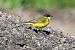 Cutrettola capinera (ssp. feldegg) (Motacilla flava feldegg) © Giuseppe Colombo
