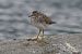Piro-piro boschereccio (Tringa glareola) © Giuseppe Colombo