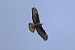 Poiana (Buteo buteo) © Giuseppe Colombo