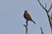 Zigolo nero (Emberiza cirlus) © Giuseppe Colombo