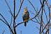 Tordo bottaccio (Turdus philomelos) © Giuseppe Colombo