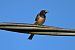 Rondine (Hirundo rustica) © Giuseppe Colombo