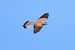 Gheppio (Falco tinnunculus) © Giuseppe Colombo