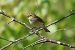 Luì piccolo (Phylloscopus collybita) © Giuseppe Colombo