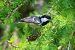 Cincia mora (Periparus ater) © Giuseppe Colombo