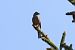 Zigolo muciatto (Emberiza cia) © Giuseppe Colombo