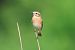 Stiaccino (Saxicola rubetra) © Giuseppe Colombo