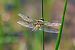Libellula quadrimaculata © Giuseppe Colombo
