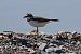 Corriere piccolo (Charadrius dubius) © Giuseppe Colombo
