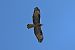 Wespenbussard (Pernis apivorus) © Giuseppe Colombo