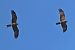 Schwarzmilan (Milvus migrans) © Giuseppe Colombo