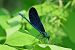 Calopteryx virgo © Giuseppe Colombo