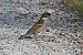 Passera mattugia (Passer montanus) © Giuseppe Colombo