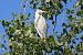 Airone guardabuoi (Ardea ibis) © Giuseppe Colombo