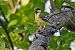 Great Tit (Parus major) © Alfio Sala