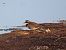 Corriere grosso (Charadrius hiaticula) © Enrico Catalano