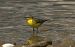 Cutrettola (Motacilla flava) © Giuseppe Speranza