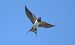 Rondine (Hirundo rustica) © Giuseppe Speranza