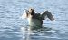 Svasso cornuto (Podiceps auritus) © Giuseppe Speranza