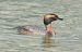 Svasso cornuto (Podiceps auritus) © Giuseppe Speranza