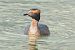 Svasso cornuto (Podiceps auritus) © Giuseppe Speranza