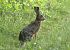 Lepre comune (Lepus europaeus) © Giuseppe Speranza